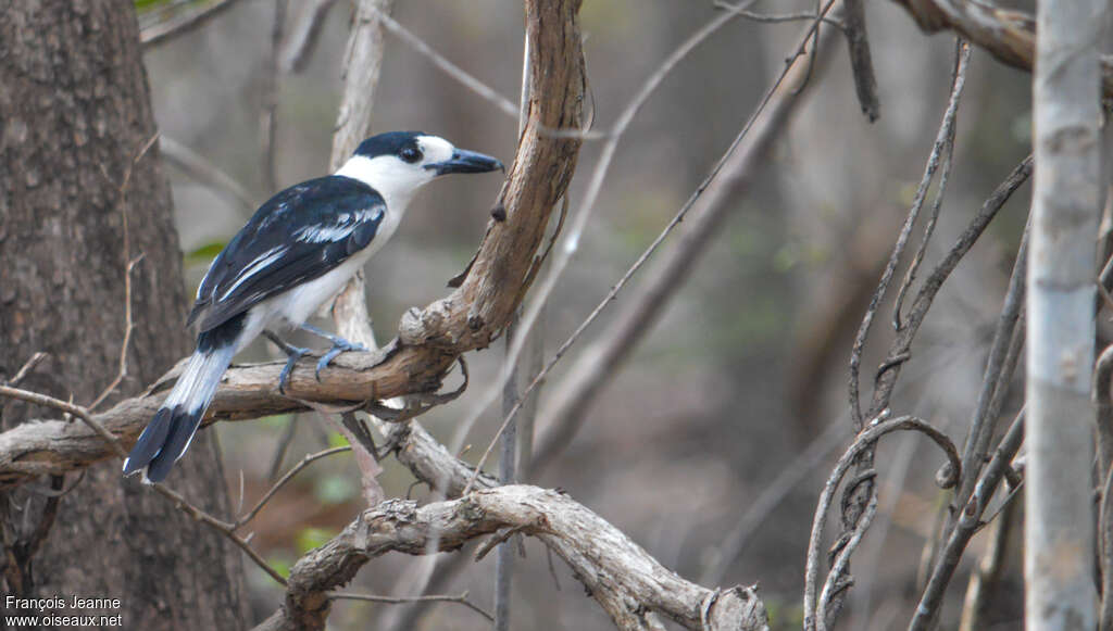 Hook-billed Vangaadult, identification