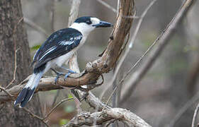 Hook-billed Vanga