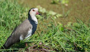 Long-toed Lapwing