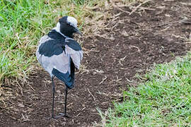 Blacksmith Lapwing