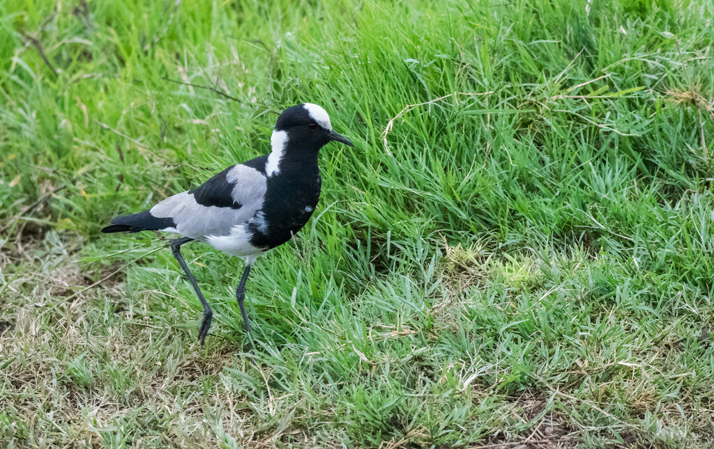 Blacksmith Lapwing