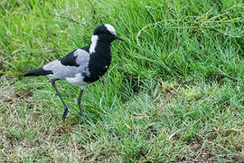 Blacksmith Lapwing