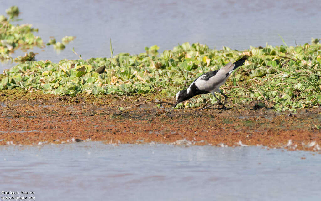 Vanneau arméadulte, habitat, pigmentation, pêche/chasse