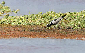 Blacksmith Lapwing