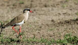 Crowned Lapwing