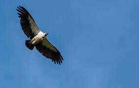 White-backed Vulture