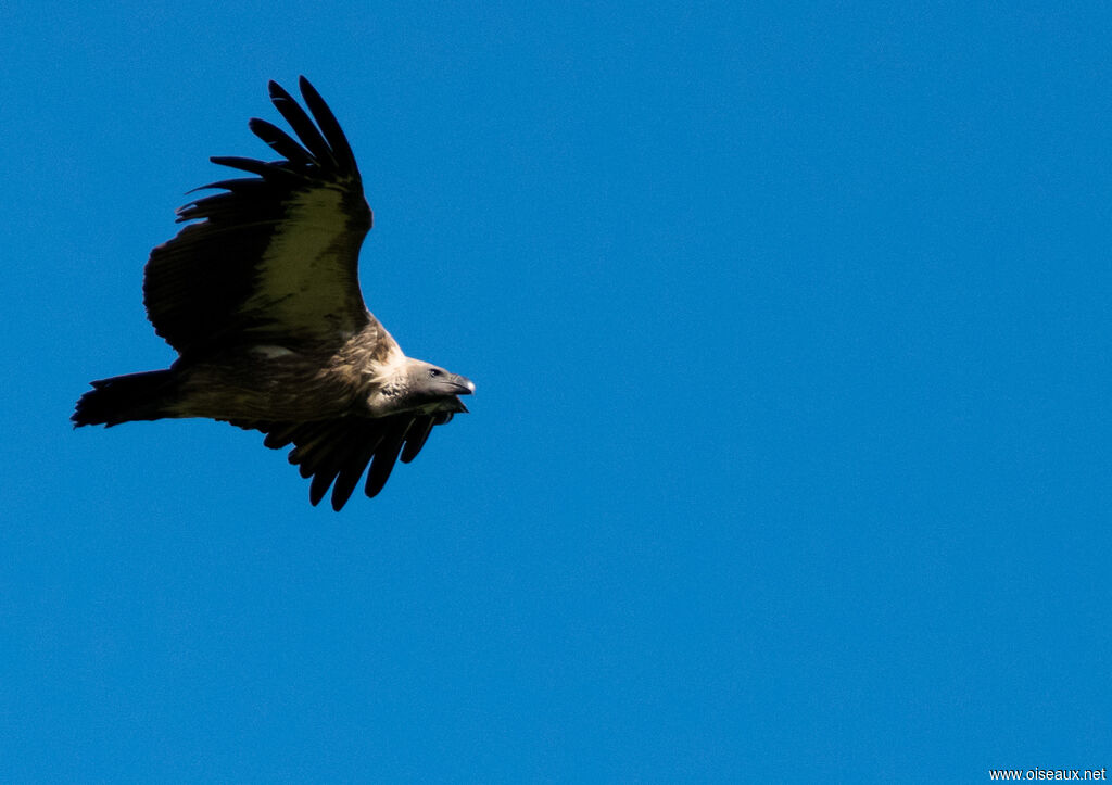 Vautour africain