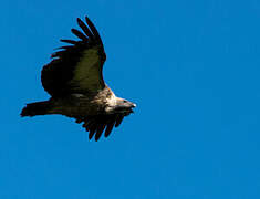 White-backed Vulture