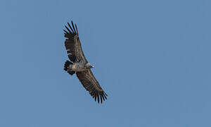 Rüppell's Vulture