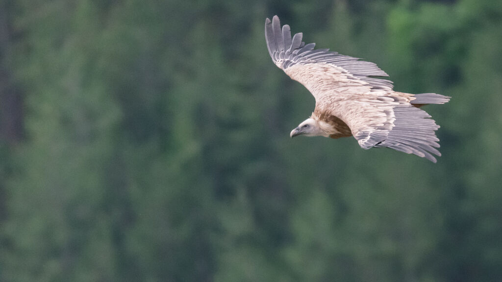 Griffon Vulture