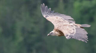 Griffon Vulture