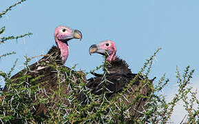 Lappet-faced Vulture