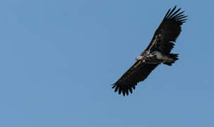 Lappet-faced Vulture