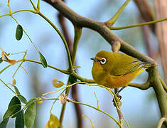 Mayotte White-eye