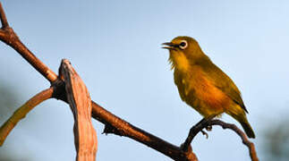 Mayotte White-eye