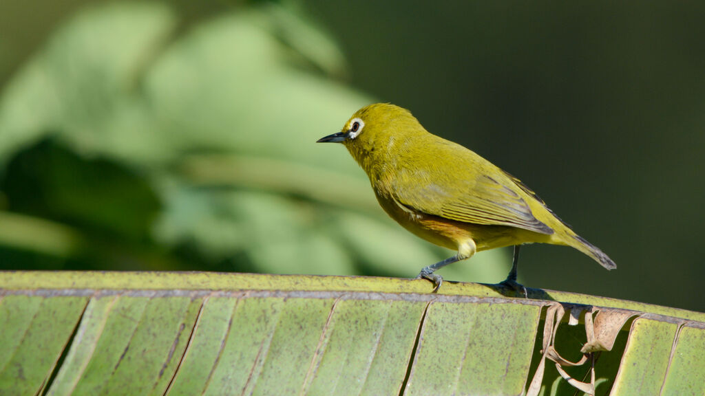 Mayotte White-eye