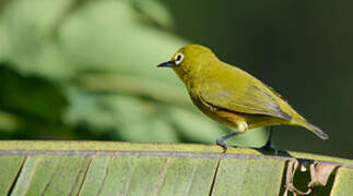 Mayotte White-eye