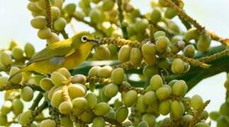 Mayotte White-eye