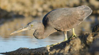 Pacific Reef Heron