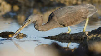 Pacific Reef Heron