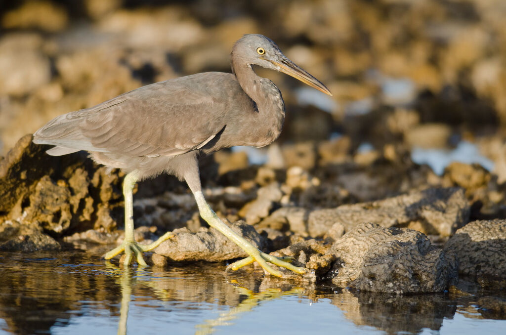 Aigrette sacréeadulte