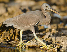 Pacific Reef Heron