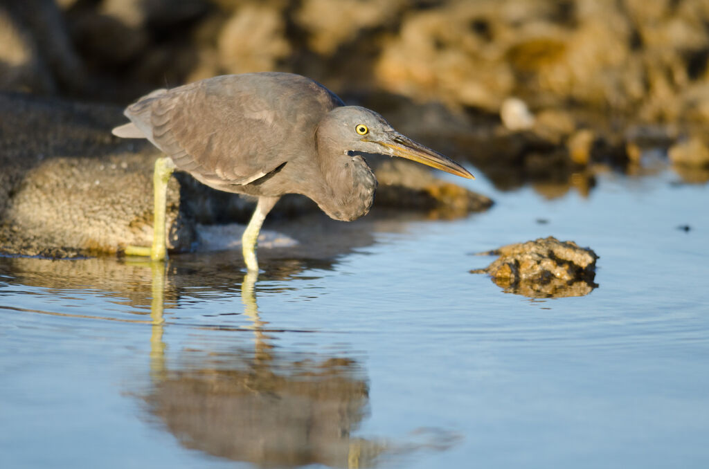 Aigrette sacréeadulte