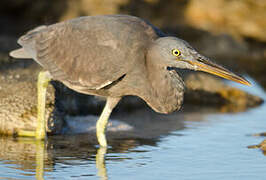 Pacific Reef Heron