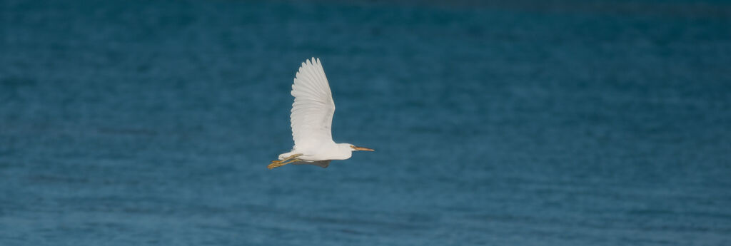 Aigrette sacréeadulte