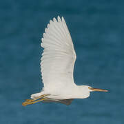 Aigrette sacrée