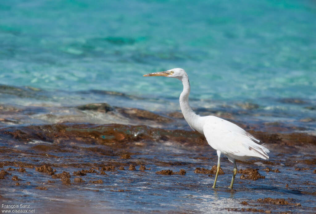 Pacific Reef Heronadult, habitat