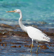 Pacific Reef Heron