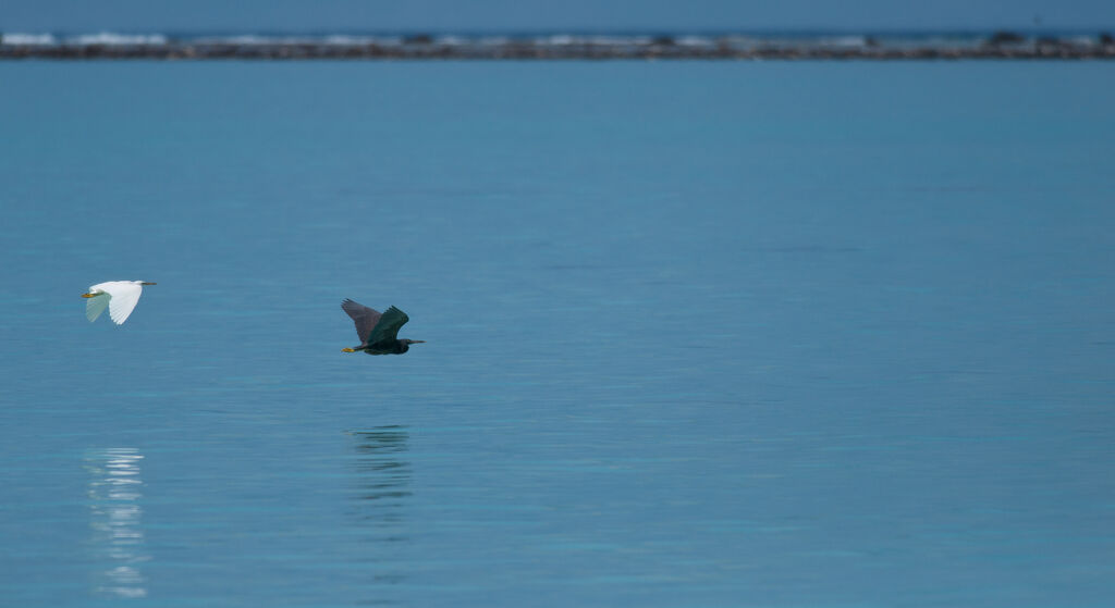 Pacific Reef Heron adult