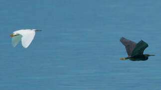 Pacific Reef Heron