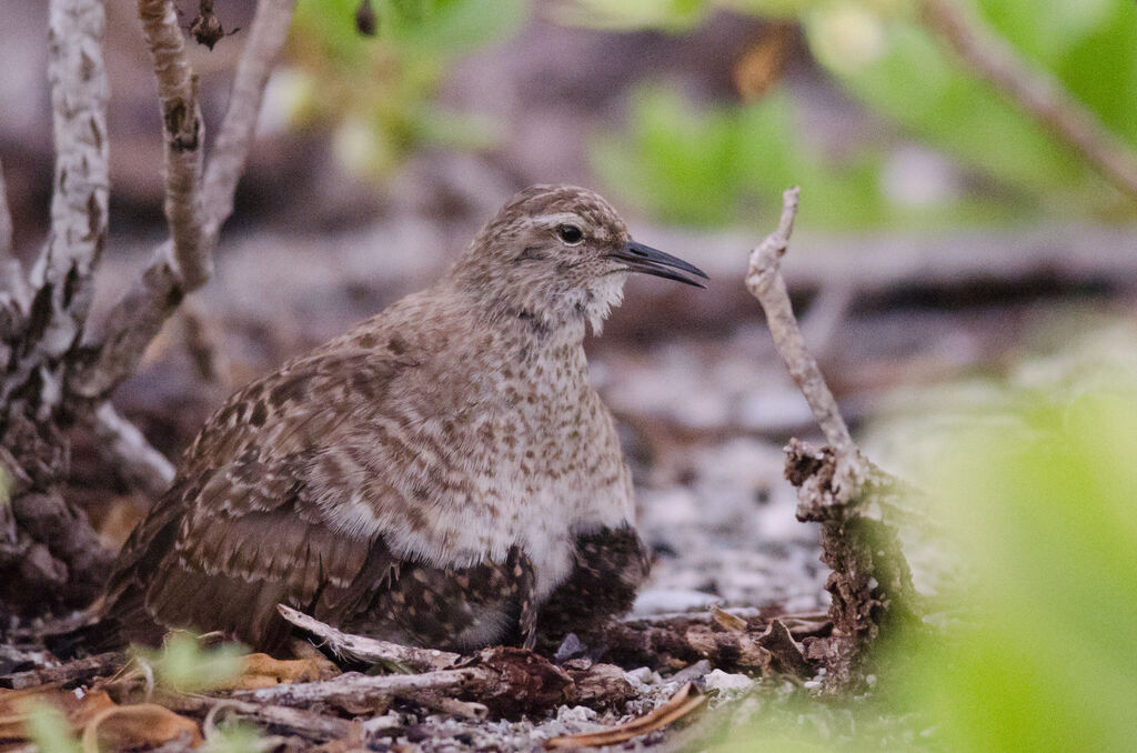 Tuamotu Sandpiperadult, Reproduction-nesting