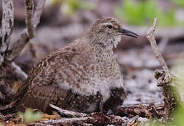 Tuamotu Sandpiper