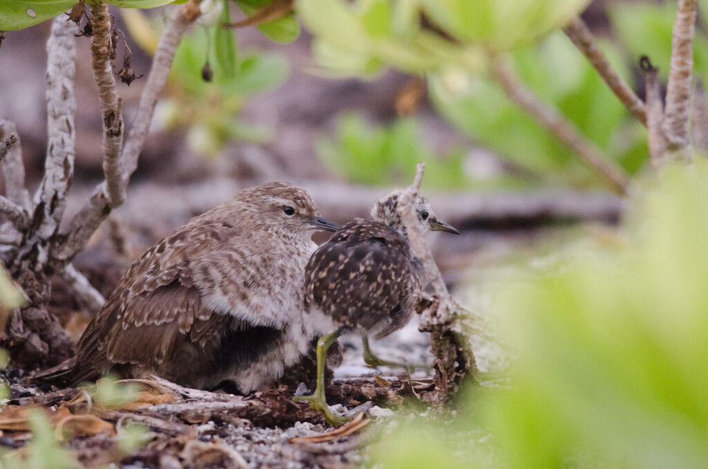 Tuamotu Sandpiperadult, Reproduction-nesting