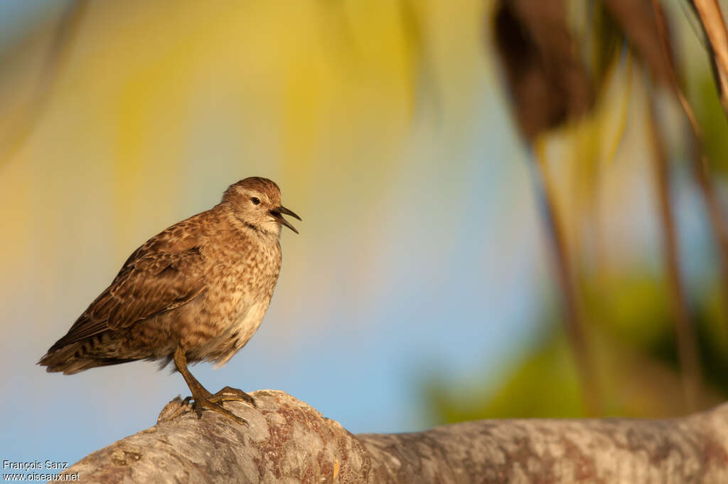 Tuamotu Sandpiperadult, identification