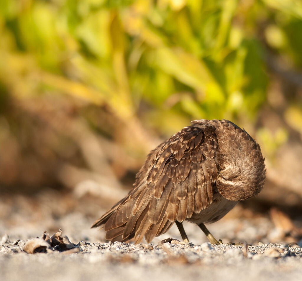 Tuamotu Sandpiperadult