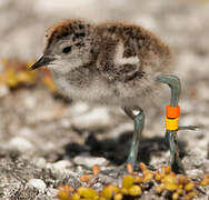 Tuamotu Sandpiper