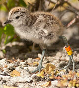 Tuamotu Sandpiper