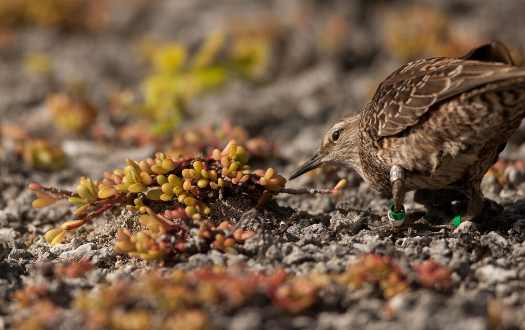 Tuamotu Sandpiperadult