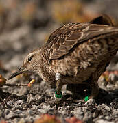 Tuamotu Sandpiper