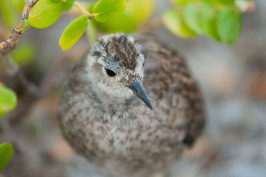 Tuamotu Sandpiperimmature