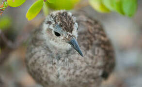 Tuamotu Sandpiper