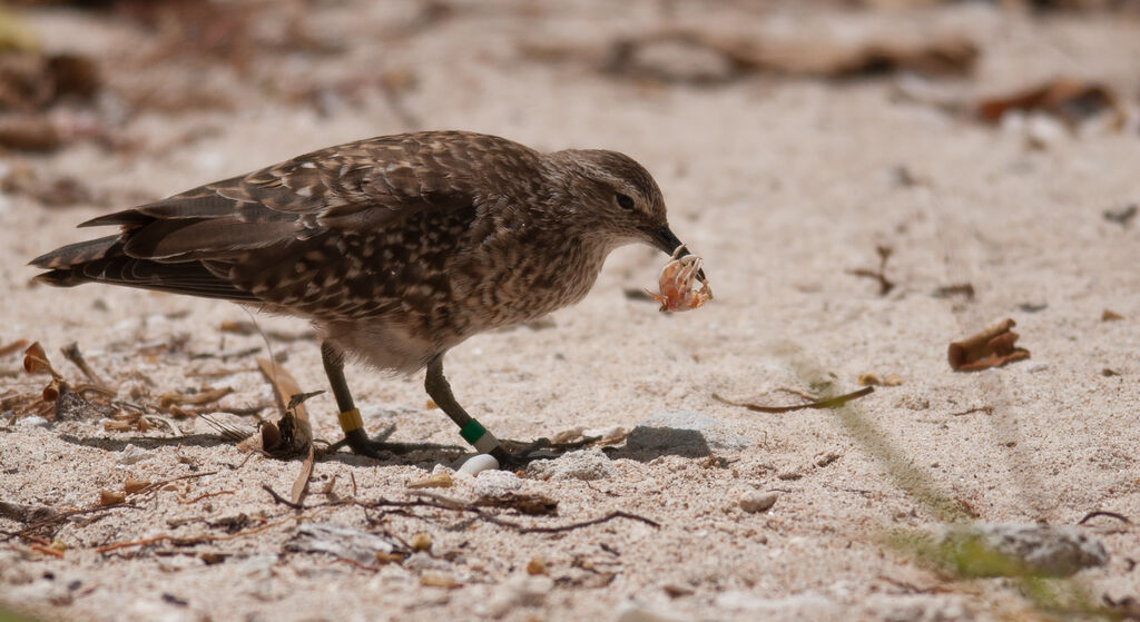 Tuamotu Sandpiperadult