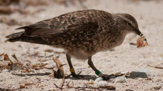 Tuamotu Sandpiper