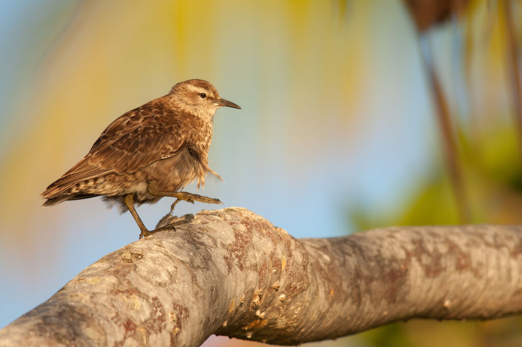 Tuamotu Sandpiperadult