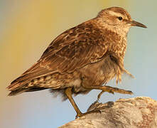 Tuamotu Sandpiper