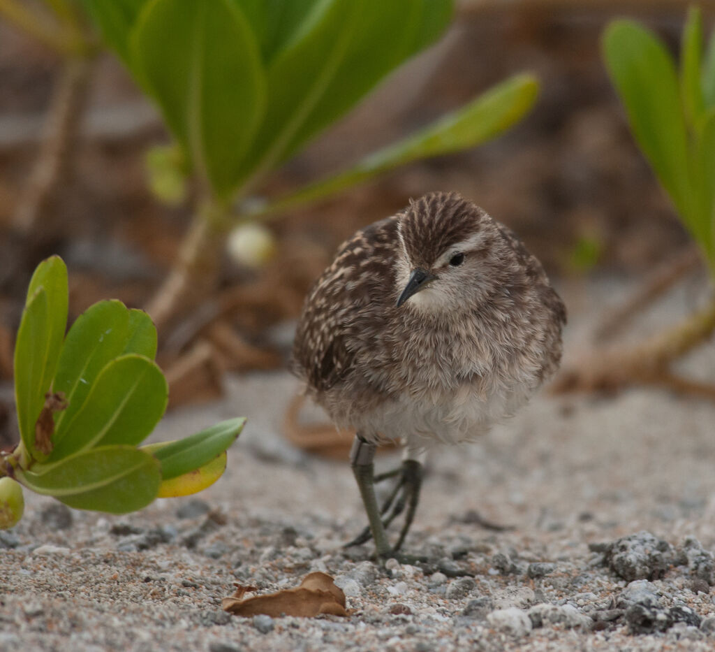 Tuamotu SandpiperFirst year